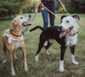 Easy ways to make some extra cash dogwalking