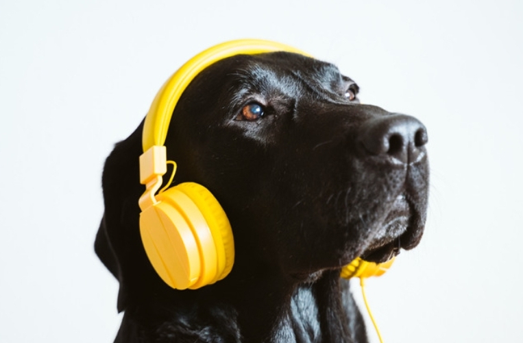 A black dog wearing a headset to demonstrate text to speech or audio