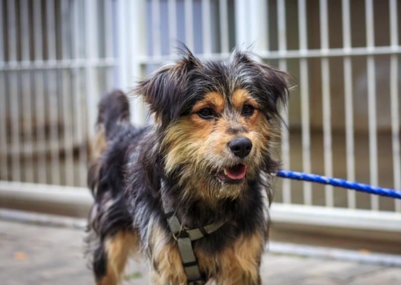 A lonely dog at a kennel